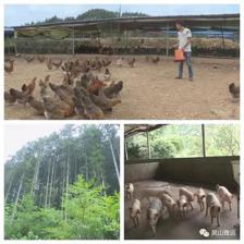 凤山县今年上半年农业经济提速增长 农林牧业协同发力