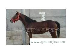 畜旺牧业养马场 专业供应良马与养殖技术